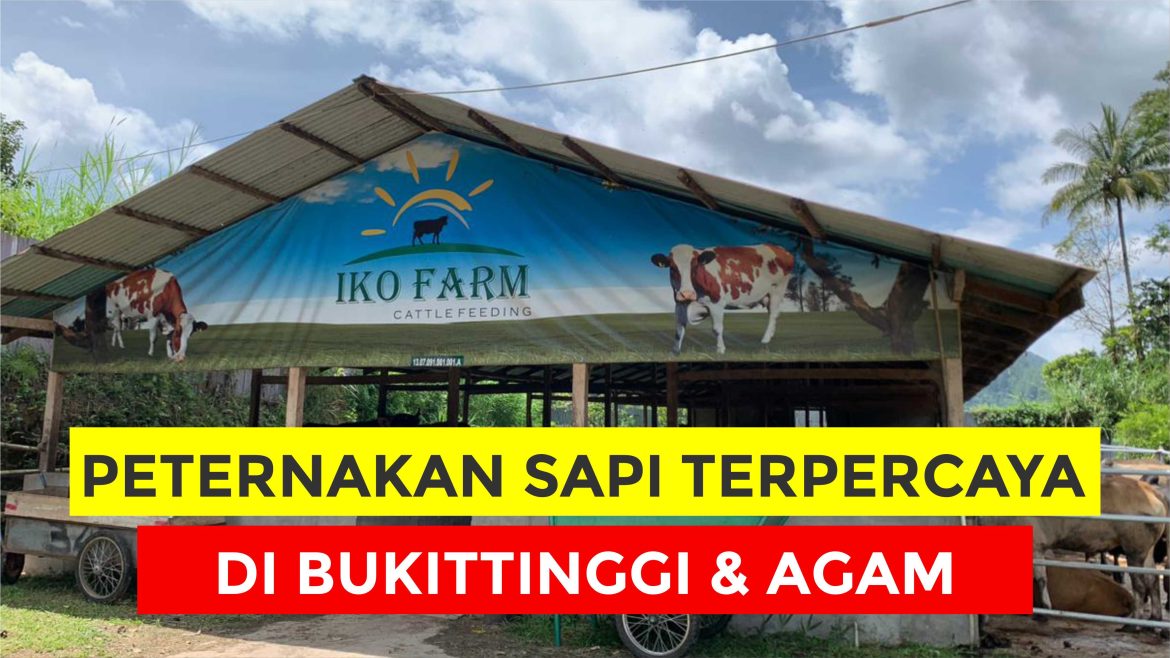 Ikofarm : Peternakan Sapi Terpercaya di Bukittinggi & Agam